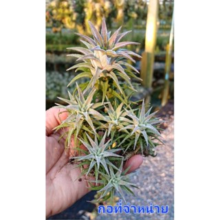 Tillandsia ionantha vanhyningii ไม้ฟอกอากาศ ทรงสวย