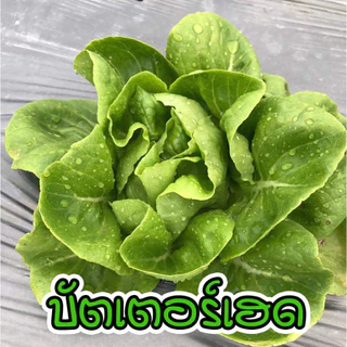 เมล็ดผักอินทรีย์เมล็ดผักสลัด 100-200 เมล็ด 10 บาท ถูกที่สุด [ซื้อ 10 แถม 1 คละได้]