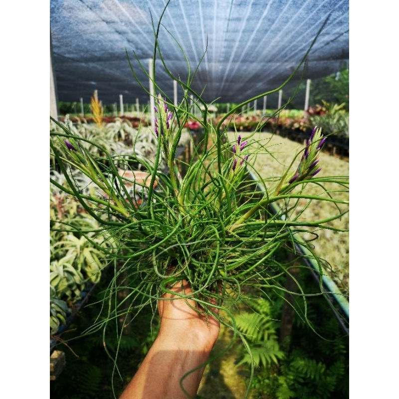 Tillandsia​ bulbosa​ Seedling​ (เป็นกอ)​(เพาะเมล็ด)​