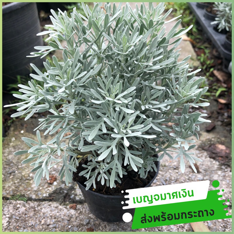 เบญจมาศเงิน ต้นไม้จริง ใบสี silver ตลอดปี ชอบแดดตลอดวัน ในกระถาง 4 นิ้ว