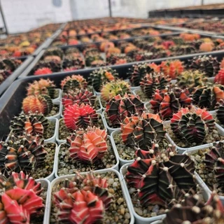 ปังสุด❗❗ยิมโนด่างไม้เมล็ด สุ่มสี ขนาด 3.8-5ซม. (การันตีด่างเกิน 60%)