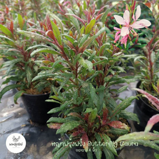 หญ้าฟรุ้งฟริ้ง ( Butterfly Gaura ) ไม้แดด เลี้ยงง่าย โตเร็ว ดอกน่ารัก