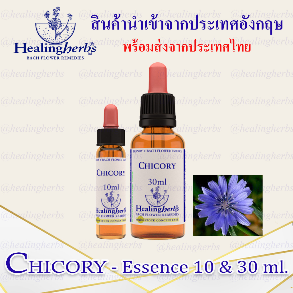 (Chicory) Bach Flower Essence (droppler) ขนาด 10 ml. หรือ 30 ml. ของแท้ 100% ***พร้อมส่งในไทย***