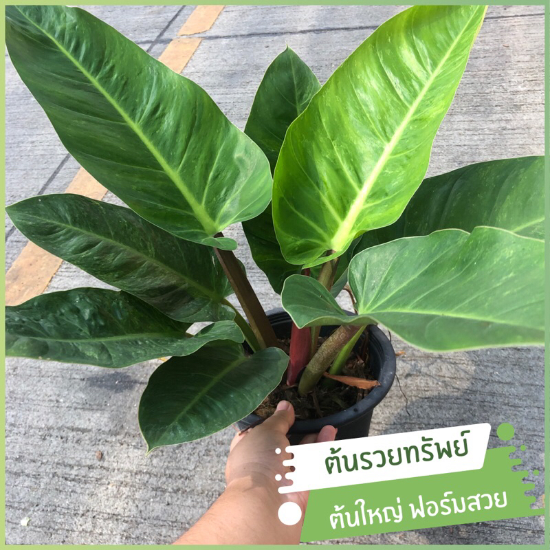 ต้นเศรษฐีรวยทรัพย์ ต้นเศรษฐีมีทรัพย์ ต้นไม้มงคล ต้นรวยทรัพย์ (Philodendron Rojo Congo) ต้นไม้ประดับ 