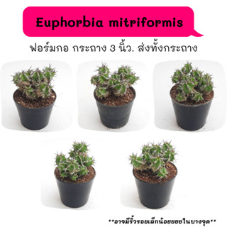 ET023 Euphorbia mitriformis ยูโฟเบีย ไม้ชำหน่อ Cactus กระบองเพชร พืชอวบน้ำ พืชทะเลทราย ตะบองเพชร