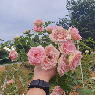 ปุ๋ยสูตรพิเศษ บำรุงกุหลาบ ไม้ดอก ไม้ประดับทุกชนิด บำรุงต้นดอกใบและราก