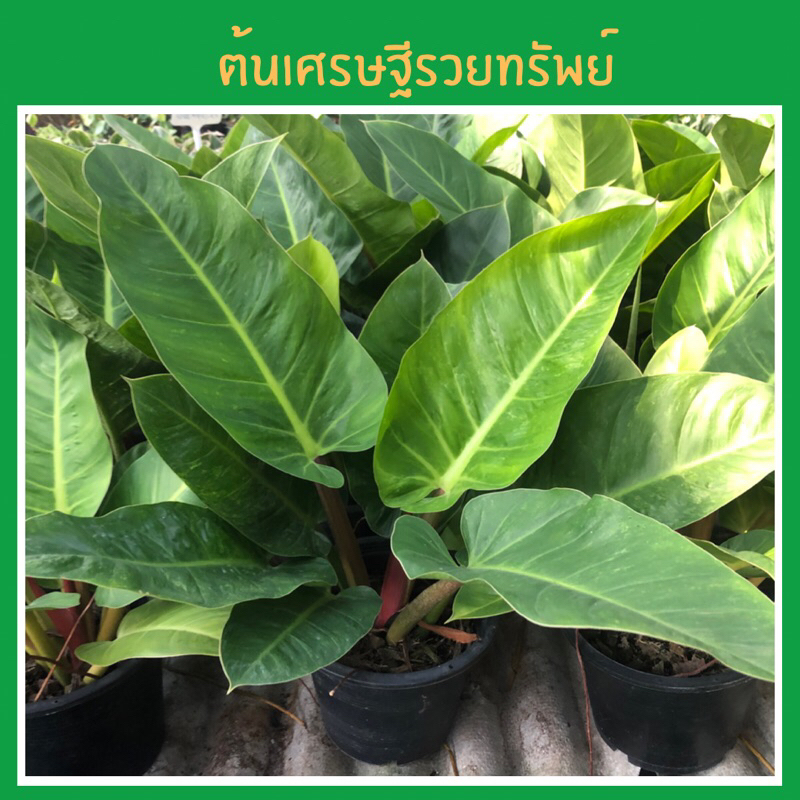 ต้นเศรษฐีรวยทรัพย์ ต้นเศรษฐีมีทรัพย์ ต้นไม้มงคล ต้นรวยทรัพย์ (Philodendron Rojo Congo) ต้นไม้ประดับ 