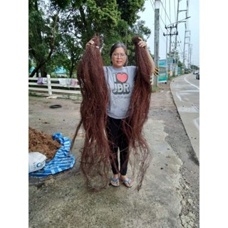 รากอากาศ​ไทร​ย้อย​ 1กก100บาท(ขายรากสดตัดยาวม้วนเป็นวงกลมแพ็กส่งเลย)
