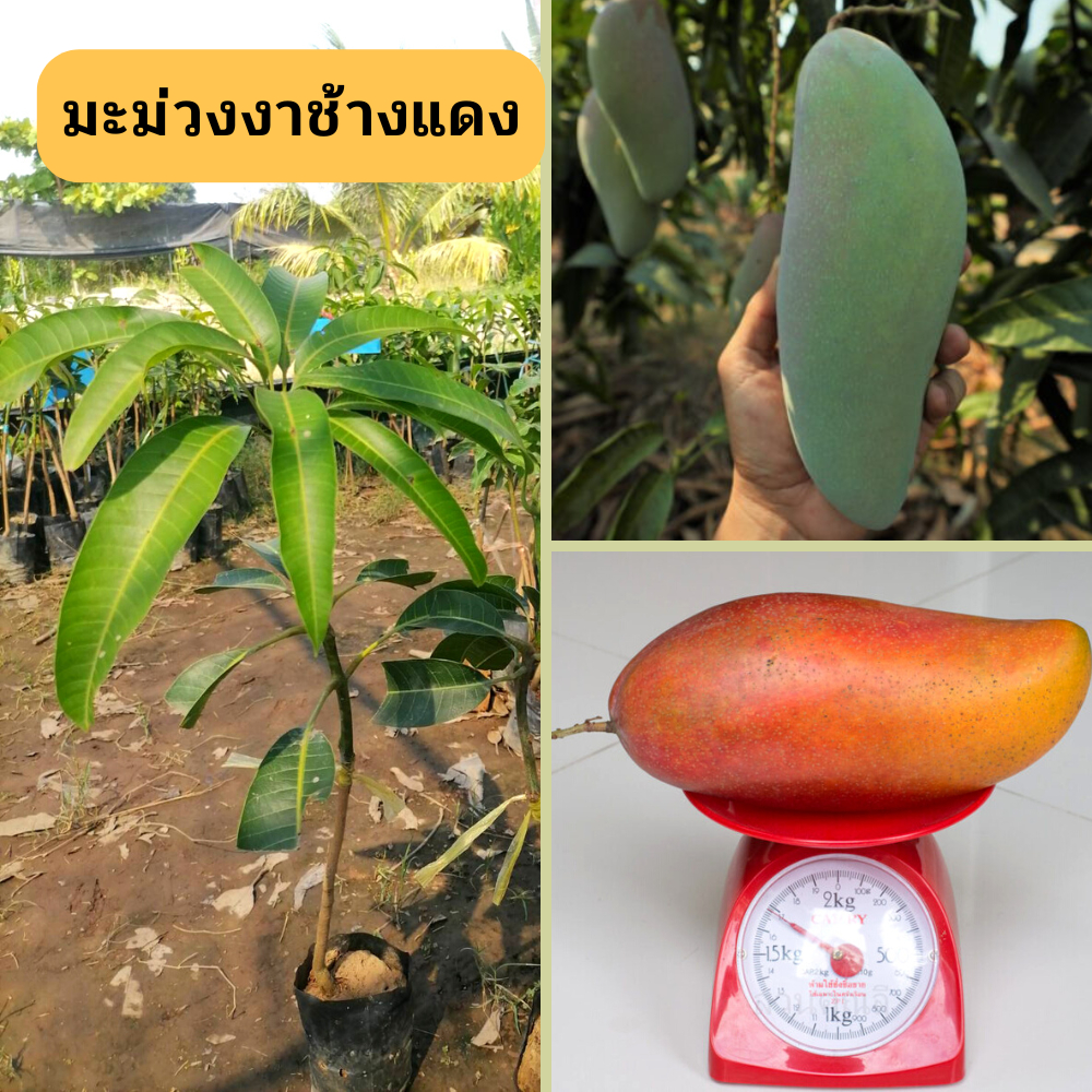 1ต้น🌿มะม่วงงาช้างแดง(ต้นเล็ก)🌿 💥 ต้นเสียบยอด พันธุ์แท้ 🔥    🌱รสชาติหวานหอม ผลใหญ่🌱ต้นพันธ์ุประมาณ 45-55 เซนติเมตร