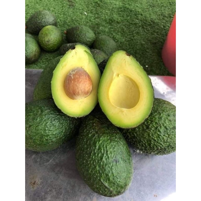 แฮสส์ Hass นอกฤดู และ 034 (พันธุ์ผสม Hass และ Russell) ราชา Avocado 🥑 พันธุ์อร่อยที่สุด  ⛔️แฮสนอกฤดู