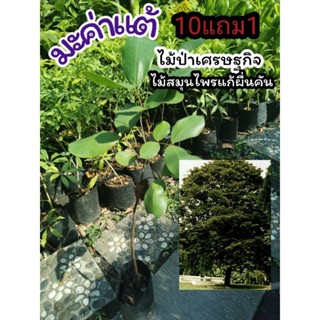 ต้นมะค่าแต้ มะค่าหนาม มะค่าหลุม มะค่าลิง ต้นไม้เศรษฐกิจ สูง50- 70 ซม. สมุนไพรไทย แผนโบราณ สวน แต่งบ้าน ยืนต้น ผักสวนครัว