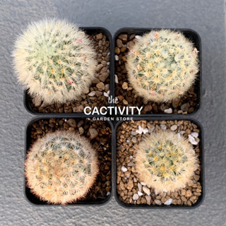 Mammillaria Carmenae คามิเน่ไม้เพาะเมล็ด (ภาพ03-2023)