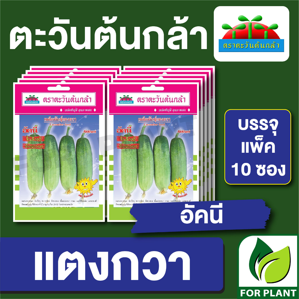 เมล็ดพันธุ์ ผักซอง แตงกวา อัคนี ตะวันต้นกล้า SP บรรจุแพคล่ะ 10 ซอง ราคา 64 บาท
