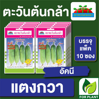 เมล็ดพันธุ์ ผักซอง แตงกวา อัคนี ตราตะวันต้นกล้า บรรจุแพคล่ะ 10 ซอง ราคา 64 บาท