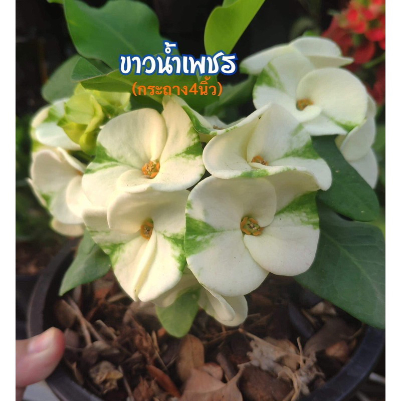 ขายโป๊ยเซียนสายพันธุ์เก่า หายาก “ขาวน้ำเพชร”ดอกขาวแต้มเขียว กระถาง 3 นิ้ว ส่งทั้งกระถาง