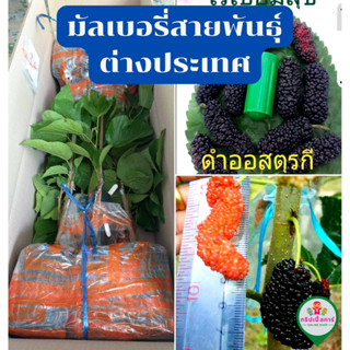 มัลเบอรี่ หม่อน  สายพันธุ์ต่างประเทศ (หม่อนนอก) (ต้นเสียบยอด) สินค้านี้ห้ามสั่งรวมกับสินค้าอื่นๆ