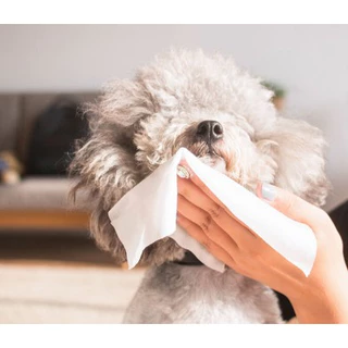 [พร้อมส่ง] EGG ทิชชู่เปียก Pet wipes 10 แผ่น ผ้าเช็ดตาและหูสัตว์เลี้ยง สำหรับเช็ดสัต ว์เลี้ยง ทิชชู่เปียก ทิชชู่หมา COD