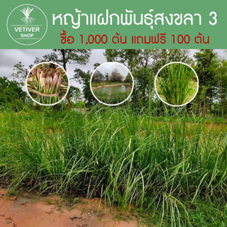 หญ้าแฝก 1,000 ต้น แถมฟรี 100 ต้น ต้นพันธุ์หญัาแฝก หญ้าแฝกพันธุ์สงขลา 3 (1มัด มี 50 ต้น)