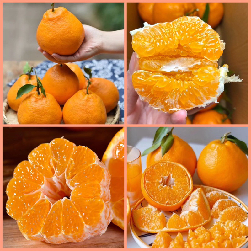 ส้มจุก เกรดพรีเมี่ยม ยกลัง4kg เกล็ดส้มใหญ่มาก ฉ่ำปากสุดๆ อร่อยพร้อมส่ง ...