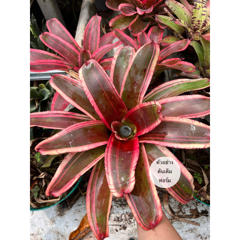 สับปะรดสี Neo.Aussi Red Tiger