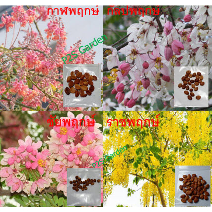 เมล็ดพันธุ์ คูน กาฬพฤกษ์ กัลปพฤกษ์ ชัยพฤกษ์ ราชพฤกษ์ รัตนพฤกษ์ สุวรรณพฤกษ์ ต้นไม้ตระกูล พฤกษ์