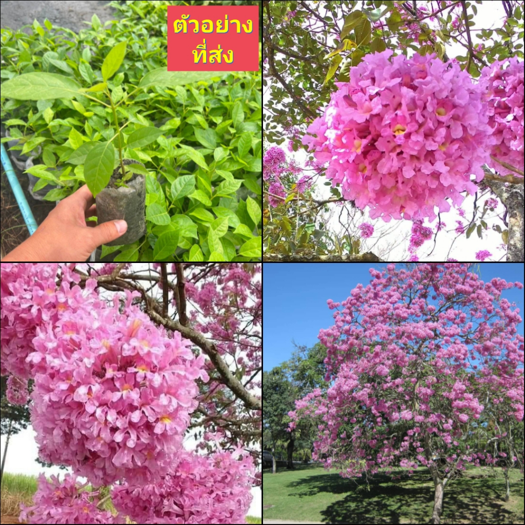 (3ต้น) ต้น ดอก พันธุ์ทิพย์พวง ชมพู่พันธุ์ทิพย์ฮาวาย ต้นชมพูพันธุ์ทิพย์  ชมพูพันธุ์ทิพย์ / happy