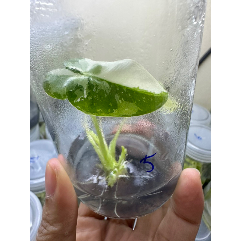 🍀Alocasia frydex variegated🍀อโลคาเซียฟรายเด๊กด่าง🍀ราคาน่ารัก😊