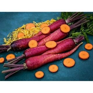 เมล็ดพันธุ์แครอทม่วง เพอร์เพิล ดรากอน (Purple Dragon Carrot Seed) บรรจุ 100 เมล็ด ของแท้ คุณภาพดี ราคาถูก นำเข้าจากต่าง