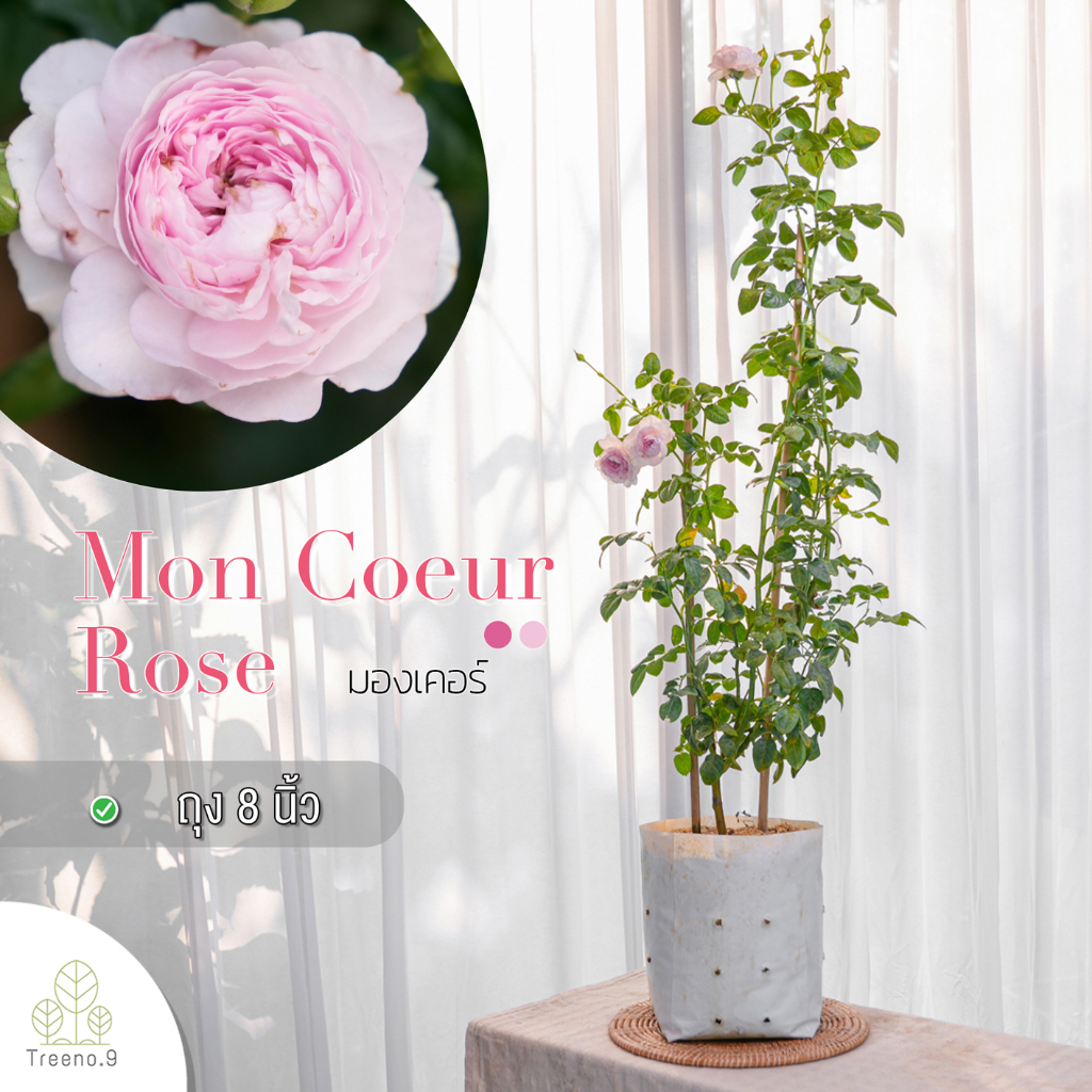 Treeno.9 T350 Mon Coeur Rose (กุหลาบ มองเคอร์)​ ดอกกลิ่นหอม / ต้นใหญ่ ถุง 8 นิ้ว / สูง 60-70 ซม. / ไม้ประดับ ไม้ดอก (ต้นไม้)