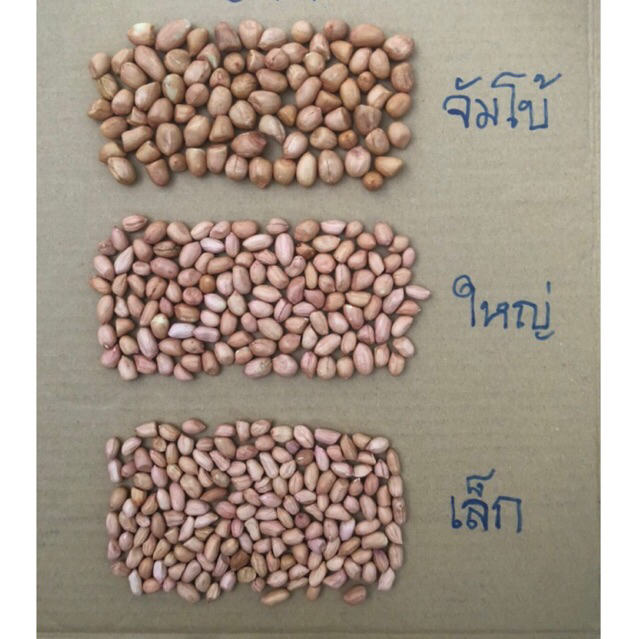 ถั่วลิสง ไซส์ใหญ่ คัดเกรด สวย สด ใหม่ บรรจุ 1 กก. - รูปที่ 3