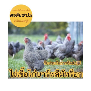 ไข่เชื้อไก่บาร์พลีมัทร็อก🐓ไข่เก็บใหม่✅พร้อมสำหรับการฝัก