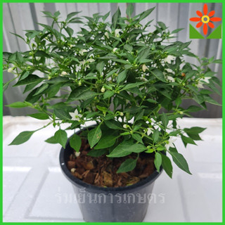 พริกขี้หนูสวน เล็ก 5.5นิ้ว. กระถางหรือถุงเพาะ พริกประดับ ต้น…