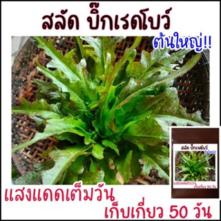 100 เมล็ด สลัดต้นใหญ่ บิ๊กเรดโบว์ Big red bowl lettuce