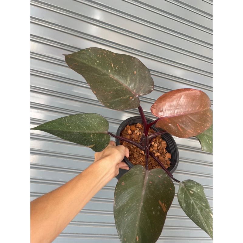 Philodendron Orange princess