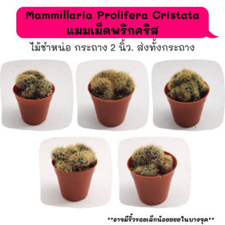 Mammillaria Prolifera Cristata แมมเม็ดพริกคริส ไม้ชำหน่อ cactus กระบองเพชร แคคตัส กุหลาบหิน พืชอวบน้ำ