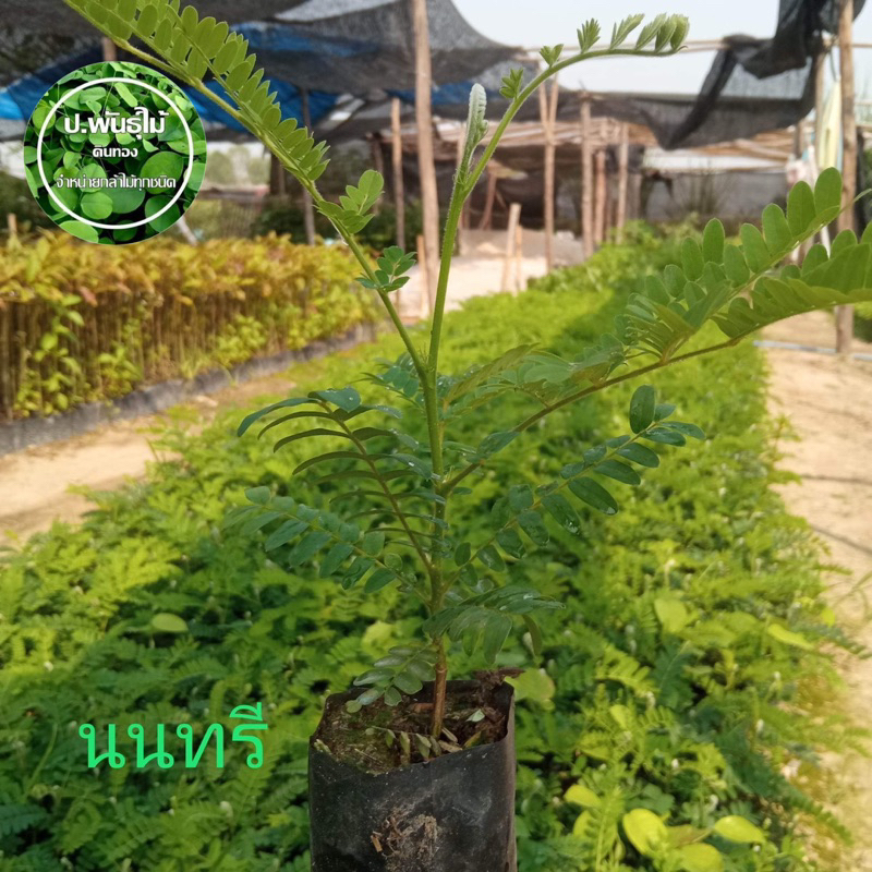 ต้นนนทรี มีดอกสีเหลือง ขนาด 20 เซน เสียหายเคลมฟรี