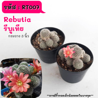 RT007 Rebutia รีบูเทีย ไม้ชำหน่อ ฟอร์มกอ cactus กระบองเพชร แคคตัส กุหลาบหิน พืชอวบน้ำ