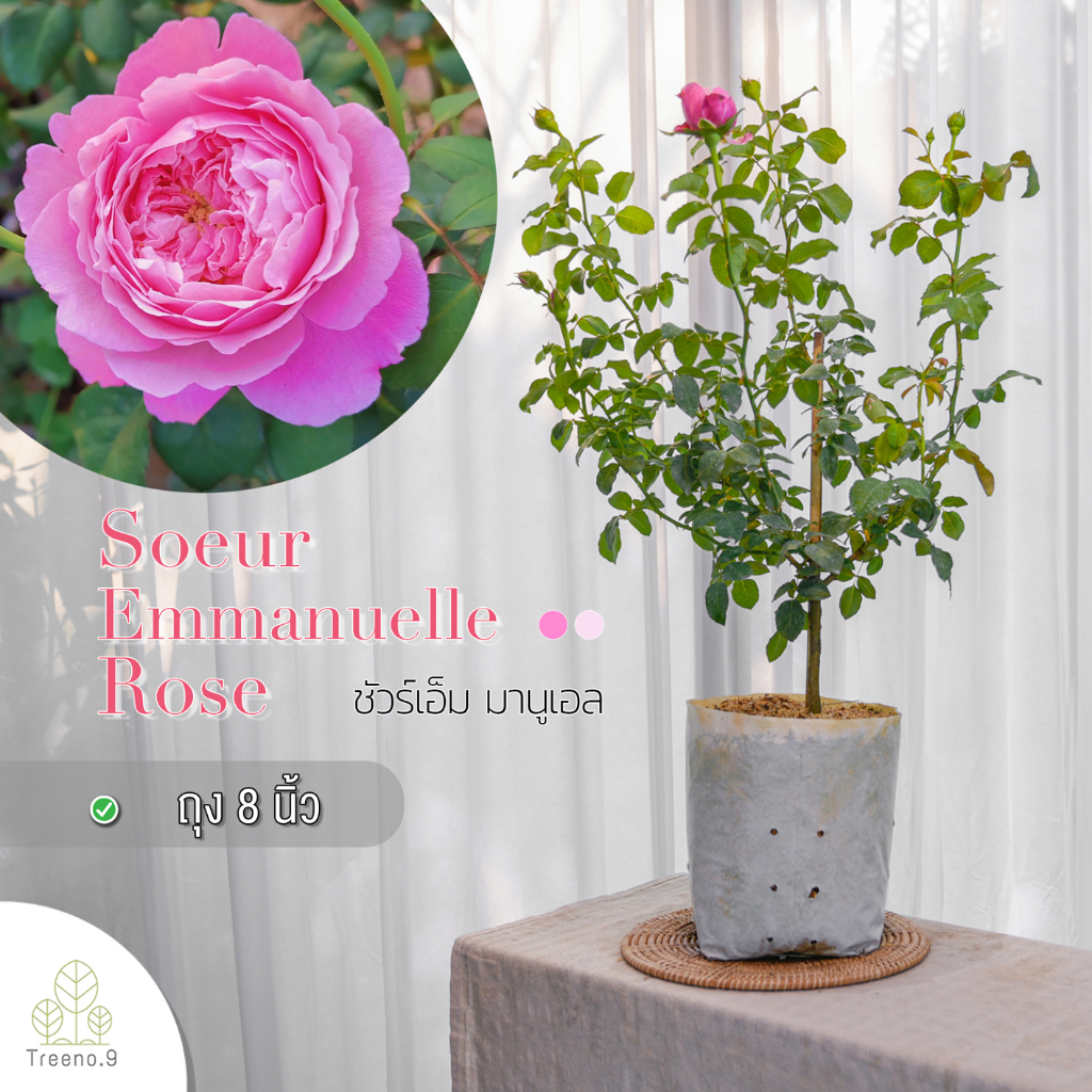 Treeno.9 T350 Soeur Emmanuelle Rose (กุหลาบ ชัวร์เอ็ม มานูเอล)​ ดอกกลิ่นหอม / ต้นใหญ่ ถุง 8 นิ้ว / สูง 60-70 ซม. / ไม้ประดับ ไม้ดอก (ต้นไม้)