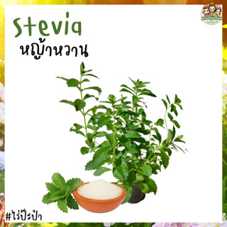 (สมุนไพร) หญ้าหวาน (Stevia) ทดแทนน้ำตาล ต้นไม้ควรปลูกสำหรับผู้ดูแลสุขภาพ เบาหวาน ความดัน