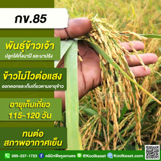 พันธุ์​ข้าวปลูก ข้าวเจ้า​ กข 85 ข้าวนาปี ข้าวนาปรัง กอตั้ง ลำต้นแข็ง ต้านทานโรคเพลี้ย บรรจุ 25 กิโลกรัม คูลเกษตร KR15