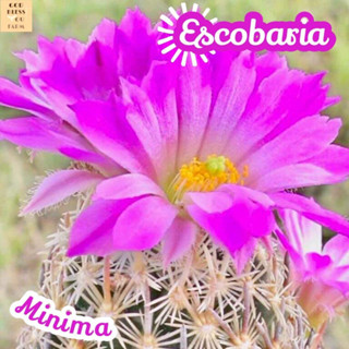 [เอสโคบาเรีย มินิม่า] Escobria Minima แคคตัส ต้นไม้ ไม้หนาม ไม้ทนแล้ง กุหลาบหิน ไม้อวบน้ำ พืชอวบน้ำ succulent cactus กระ