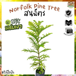 สนฉัตร (Norfolk Pine Tree) เพาะเมล็ดนำเข้าแท้ ขนาด 60 ซม. ต้นไม้ประดับ ต้นคริสมาสต์ แต่งบ้านสไตล์ยุโรป