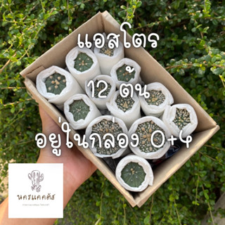 เซตแอสโตร Astrophytum Mix กระบองเพรช แคคตัส ไม้อวบน้ำ แอสโตร แอสทีเรียส นุดัม ซุปเปอร์คาบุโตะ