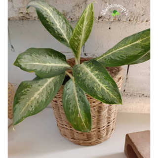 อโกลนีมา บัลลังก์เงิน (Aglaonema Commutatum Emerald Bay) ไม้ประดับฟอกอากาศ พร้อมกระถางดำขนาด 6นิ้ว