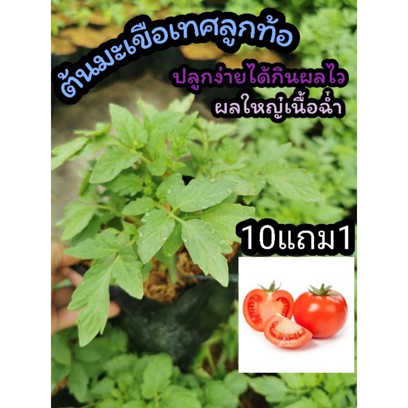 ต้นมะเขือเทศลูกท้อ พืชผักสวนครัว สมุนไพรไทย ผักสลัด ผักปลอดสาร อินทรีย์ จัดสวน แต่งบ้าน ปุ๋ย ดิน หิน เมล็ดพืช ต้นไม้ ผลไ