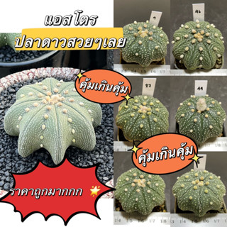 แคคตัส แอสโตรปลาดาว เว้าๆ แบนๆ สวยๆ (Astrophytum super kabuto) (B4)