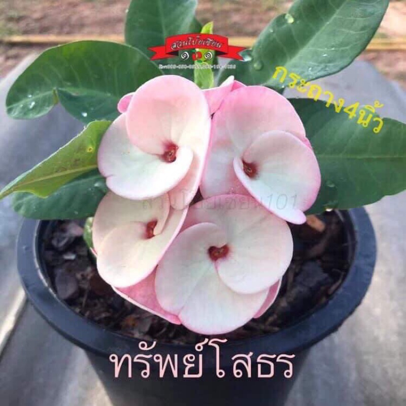 ขายโป๊ยเซียน สายพันธุ์ “ทรัพย์โสธร” (ดอกใหญ่ขาวอมชมพู)กระถาง3นิ้ว ส่งทั้งกระถาง