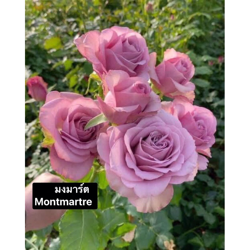 กุหลาบ-มงมาร์ต “Montmartre”  สีม่วง ดอกเยอะ หอมมาก เลี้ยงง่าย