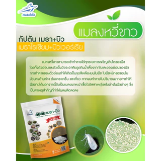 *กำจัดแมลง* แบบผง(500กรัม) เชื้อราบิวเวอร์เรีย + เชื้อราเมธาไรเซียม ตรา กัปตันโคโค่ ปลอดภัย 100 %