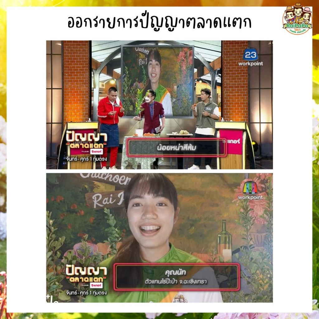 น้อยหน่าส้มบราซิล Annona Spinescens ต้นเสียบยอด ผลไม้แปลก ผลไม้หายาก ต้นไม้แปลก ต้นไม้ต่างประเทศ